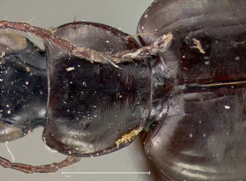 Media type: image;   Entomology 33011 Aspect: pronotum dorsal